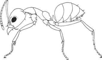 Argentijns mier, wijnoogst illustratie. vector