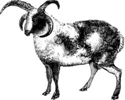 RAM, wijnoogst illustratie. vector