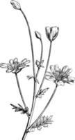 bloeiend Afdeling van limnanthes douglasii wijnoogst illustratie. vector