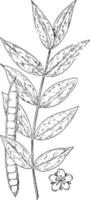 cassia occidentalis wijnoogst illustratie. vector