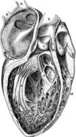 holtes van de hart, wijnoogst illustratie. vector