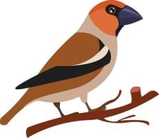 appelvink, illustratie, vector Aan wit achtergrond