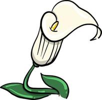 mooi calla bloem, illustratie, vector Aan wit achtergrond