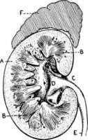 sectie van menselijk nier, wijnoogst illustratie. vector