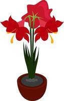 hippeastrum bloem, illustratie, vector Aan wit achtergrond