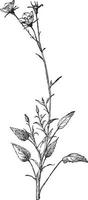 campanula carpatica wijnoogst illustratie. vector