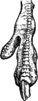 struisvogel klauw, wijnoogst illustratie. vector