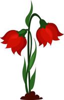 twee rood bloemen, illustratie, vector Aan wit achtergrond.