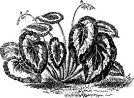 begonia rex, wijnoogst illustratie. vector