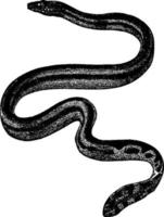 zee slang, wijnoogst illustratie. vector
