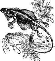 vliegend draak of draco volans, wijnoogst illustratie. vector