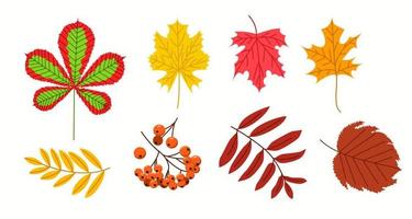 een groot reeks van gebladerte. een groep van herfst vector illustraties