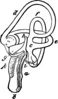 de binnenste oor van een adelaar wijnoogst illustratie. vector
