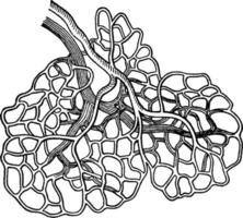 bloed schepen van de huid, wijnoogst illustratie. vector