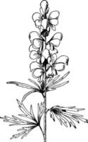 aconitum napellus wijnoogst illustratie. vector