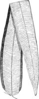 pteris grandifolia wijnoogst illustratie. vector