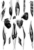 vormen van spieren en pezen, wijnoogst illustratie. vector