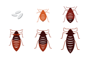 Gratis Bed Bug Vector