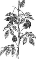 api's tuberosa wijnoogst illustratie. vector