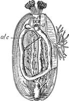 zee komkommer, wijnoogst illustratie. vector