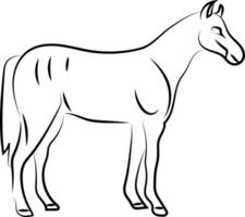 paard schetsen, illustratie, vector Aan wit achtergrond.