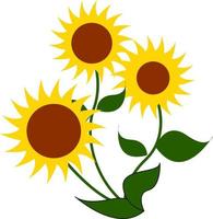 drie groot zonnebloemen, illustratie, vector Aan wit achtergrond