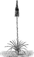 agave yuccaefolia wijnoogst illustratie. vector