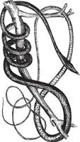 gouden boom slang, wijnoogst illustratie. vector