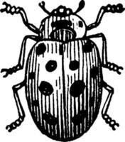 lieveheersbeestje, wijnoogst illustratie. vector