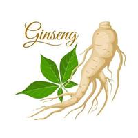 vectorillustratie, ginseng wortel met bladeren, geïsoleerd op een witte achtergrond, geschikt voor kruidengeneeskunde verpakking productetiketten of kruidengeneeskunde boekomslagen. vector