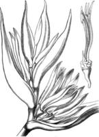 heliconia wijnoogst illustratie. vector