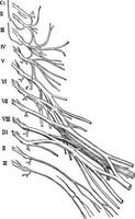 cervicaal en brachiaal zenuw plexus, wijnoogst illustratie. vector