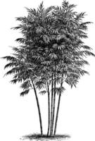 bamboe arundinacea wijnoogst illustratie. vector