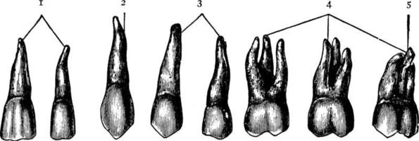 menselijk tanden, wijnoogst illustratie. vector