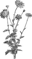 pyrethrum roseum wijnoogst illustratie. vector