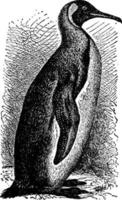 pinguïn, wijnoogst illustratie. vector