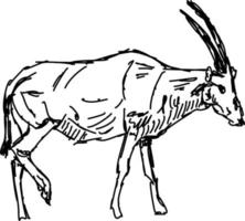 oryx tekening, illustratie, vector Aan wit achtergrond.