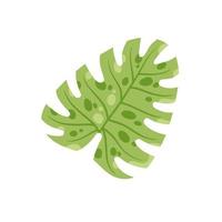 monstera blad. geen huisplan, tropisch fabriek voor groen afdrukken. vlak tekenfilm illustratie geïsoleerd Aan wit vector