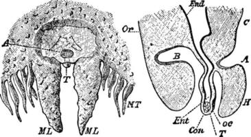 aurelia aurita, wijnoogst illustratie. vector