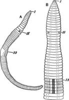 lumbricus agricola, wijnoogst illustratie. vector