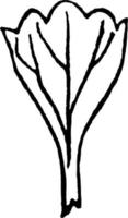 cuneate blad wijnoogst illustratie. vector