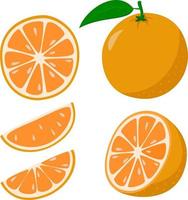 vers oranje. geheel oranje fruit en een oranje besnoeiing in voor de helft. tekenfilm stijl. vector illustratie geïsoleerd Aan een wit achtergrond