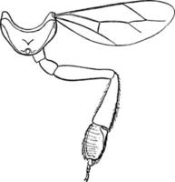 honing bij metathorax, wijnoogst illustratie. vector