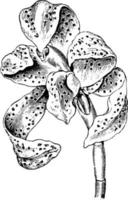 bloem van maxillaria picta wijnoogst illustratie. vector