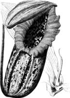blad en werper van nepenthes Northiana wijnoogst illustratie. vector