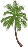 de hoog kokosnoot boom vector
