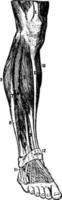 spieren van de lager been, wijnoogst illustratie. vector