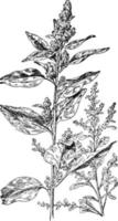 Pigweed en tuimelen onkruid wijnoogst illustratie. vector