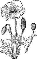 papaver wijnoogst illustratie. vector