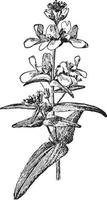 collinsia bicolor alba wijnoogst illustratie. vector